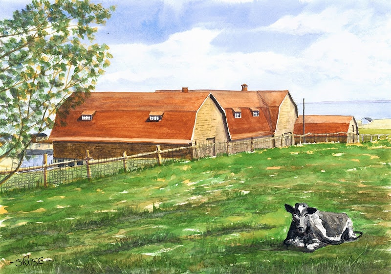 Cow at Neary's Barn, Bell Island, Newfoundland (11 x 15.5 inch print)